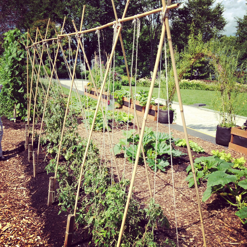 vertical string trellis