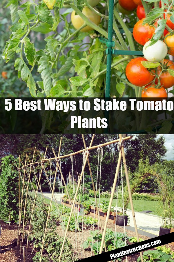 5 Ways To Stake Tomatoes For A Bountiful Tomato Harvest Plant