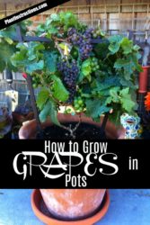 How to Grow Grapes in Pots - Plant Instructions