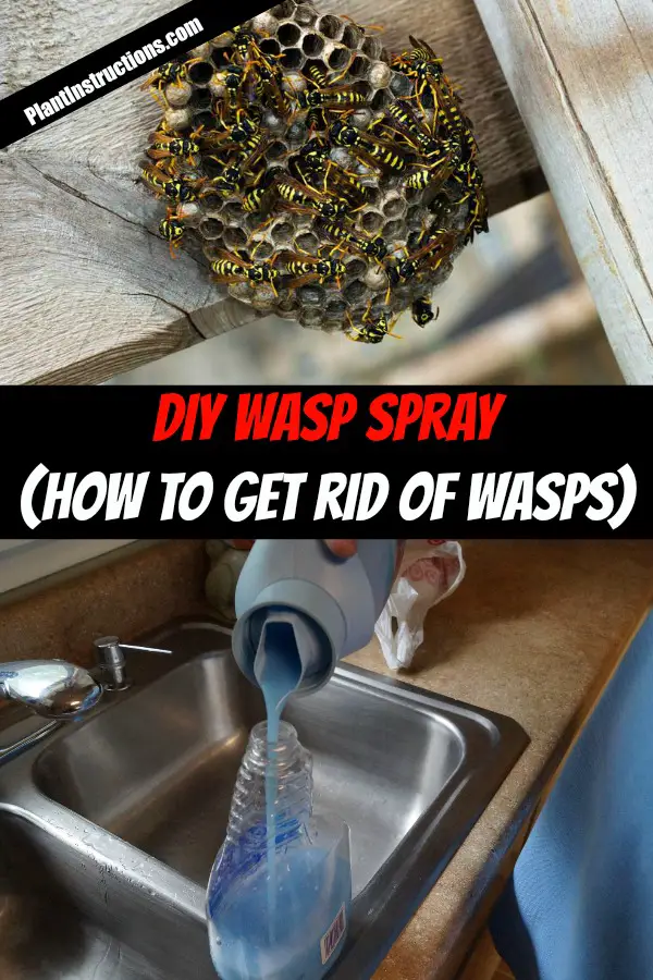 How to Get Rid of Wasps
