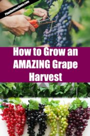 How to Grow Grapes in Your Garden - Plant Instructions