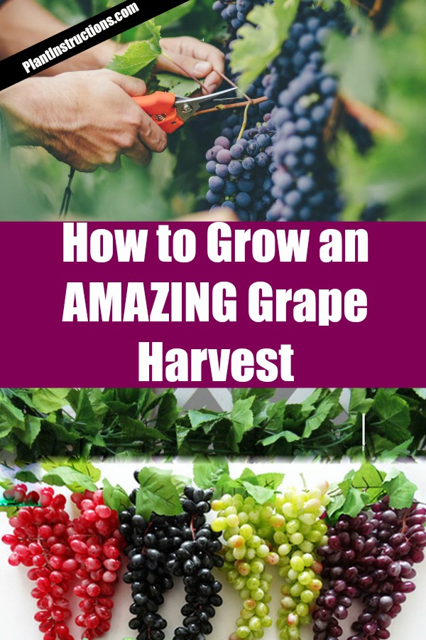 How to Grow Grapes