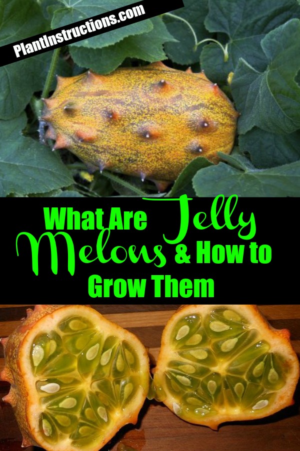 How to Grow Jelly Melon