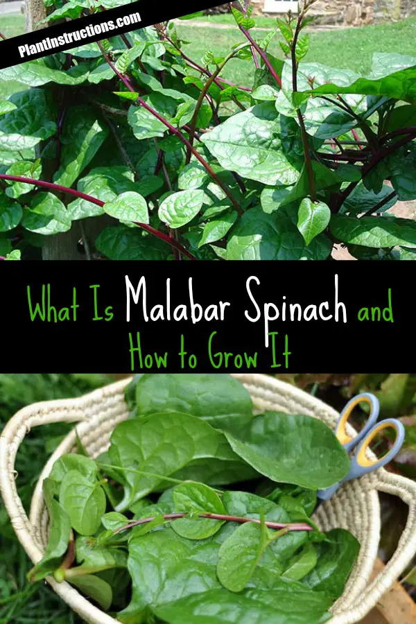 How to Grow Malabar Spinach