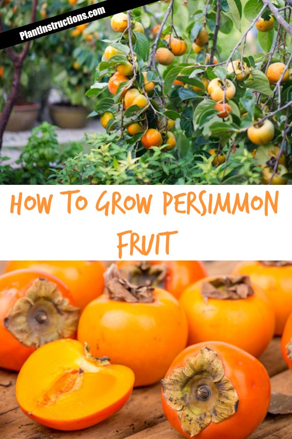 How to Grow Persimmon