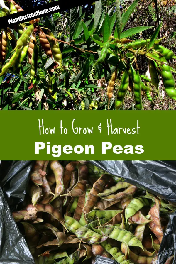 How to Grow Pigeon Peas - Plant Instructions