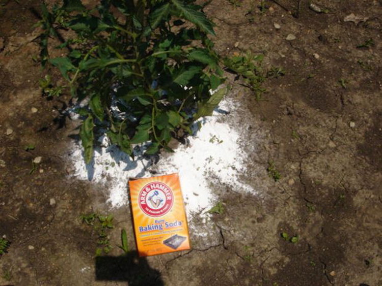 baking soda on tomato crop