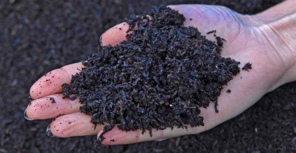 biochar