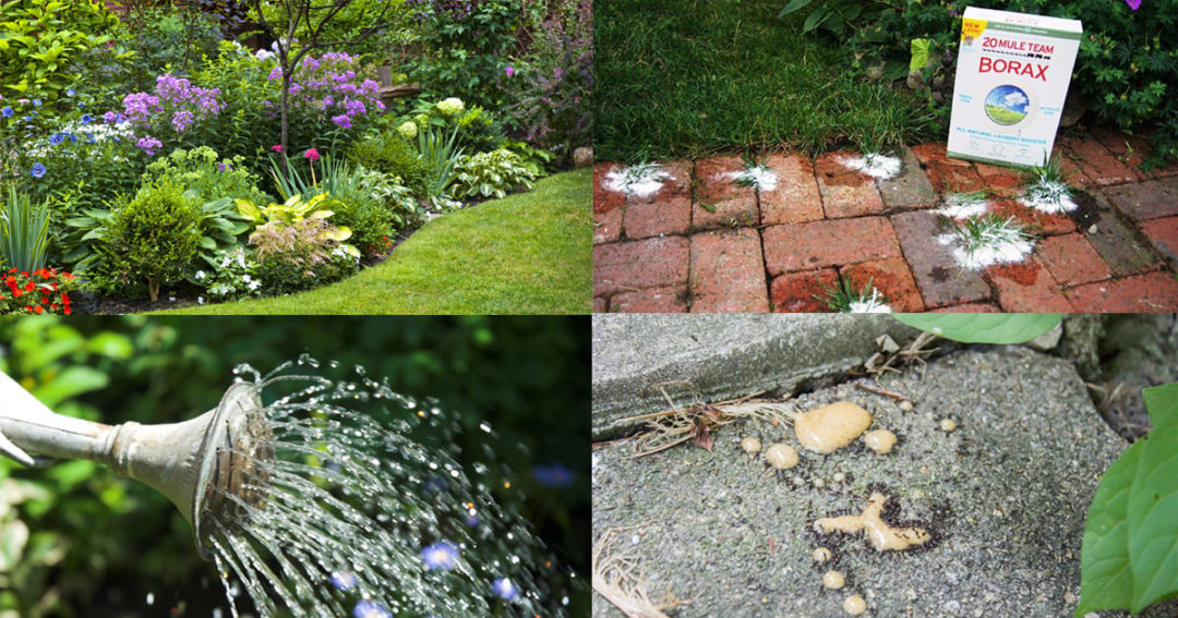 5 Clever Borax Uses For the Garden Plant Instructions