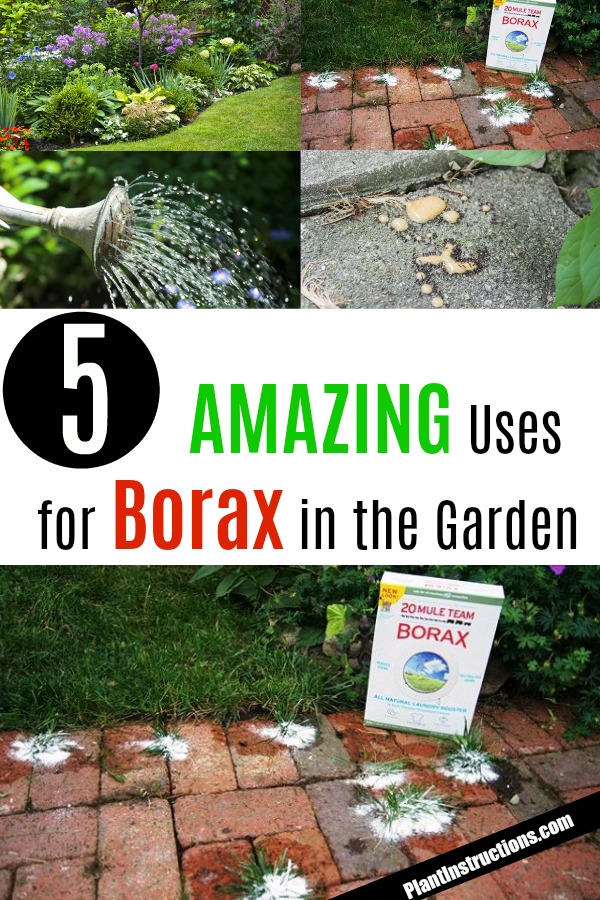 borax uses for the garden