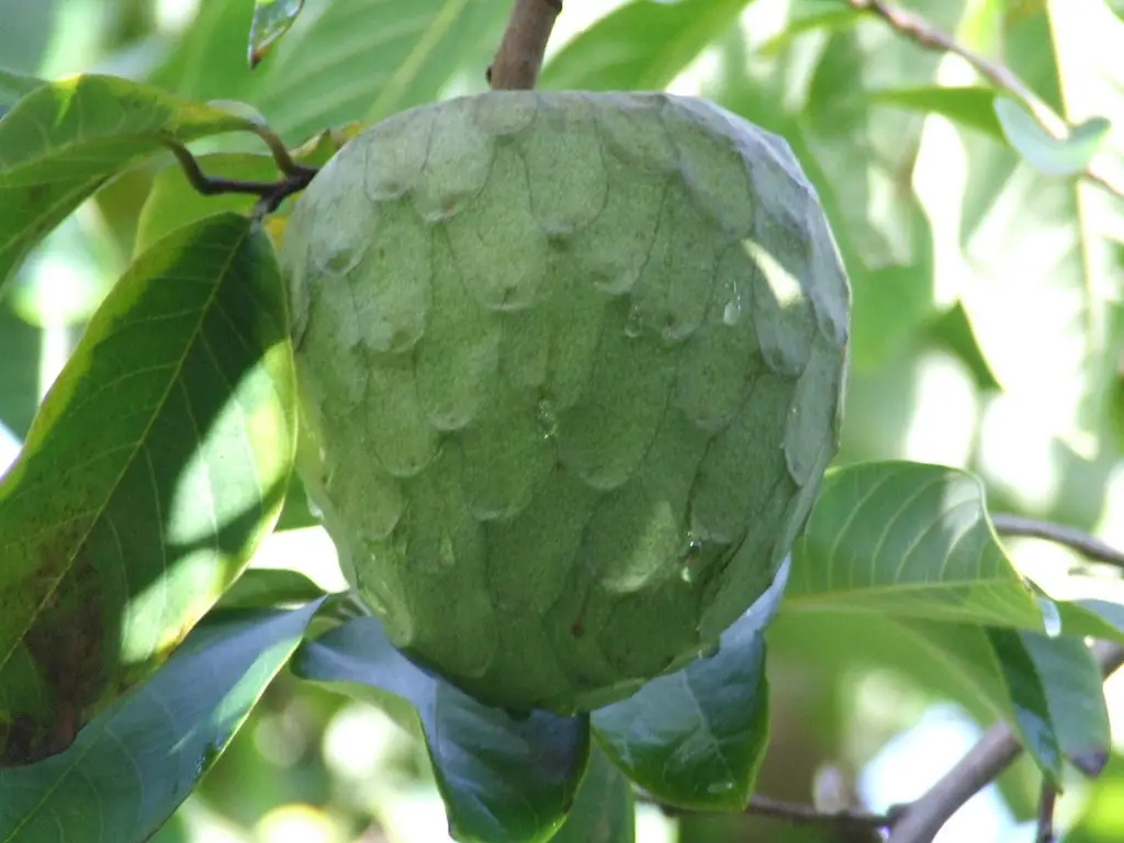 cherimoya fruit