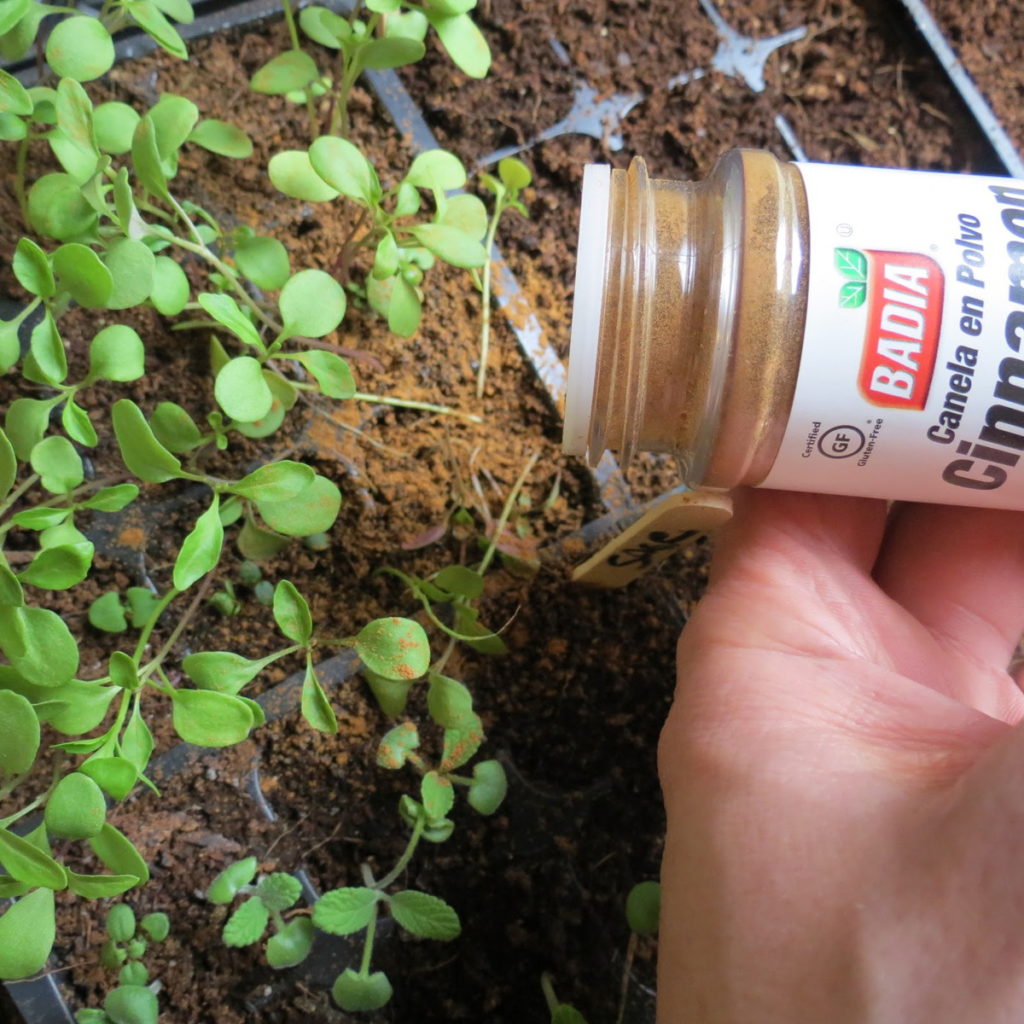 cinnamon for seedlings