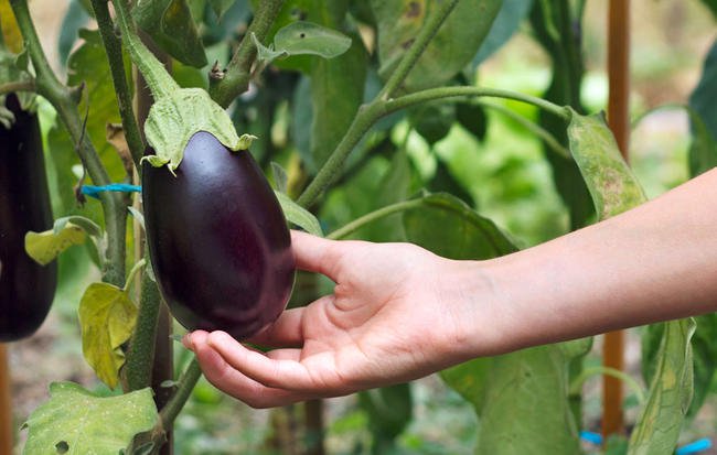 eggplant harvest