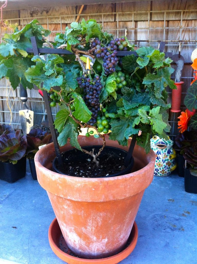 grapes in pots