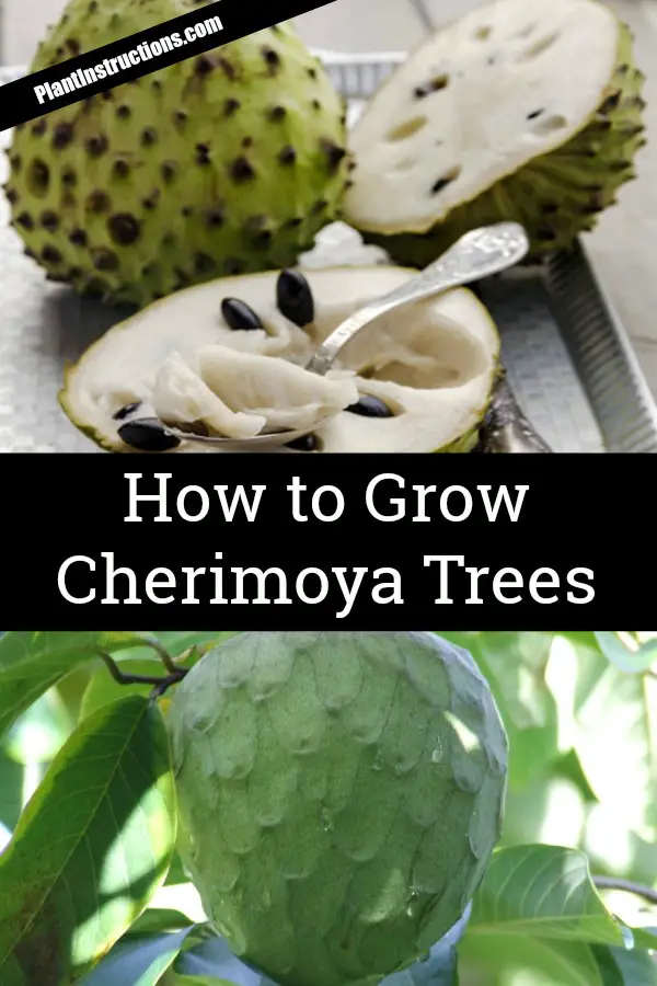 grow cherimoya fruit