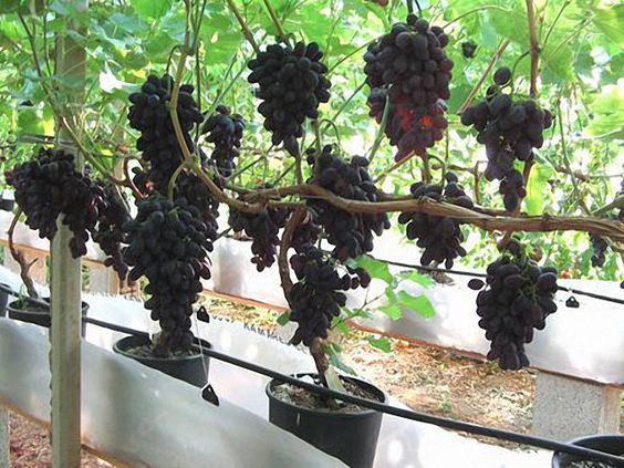 growing grapes fruits that grow in shade