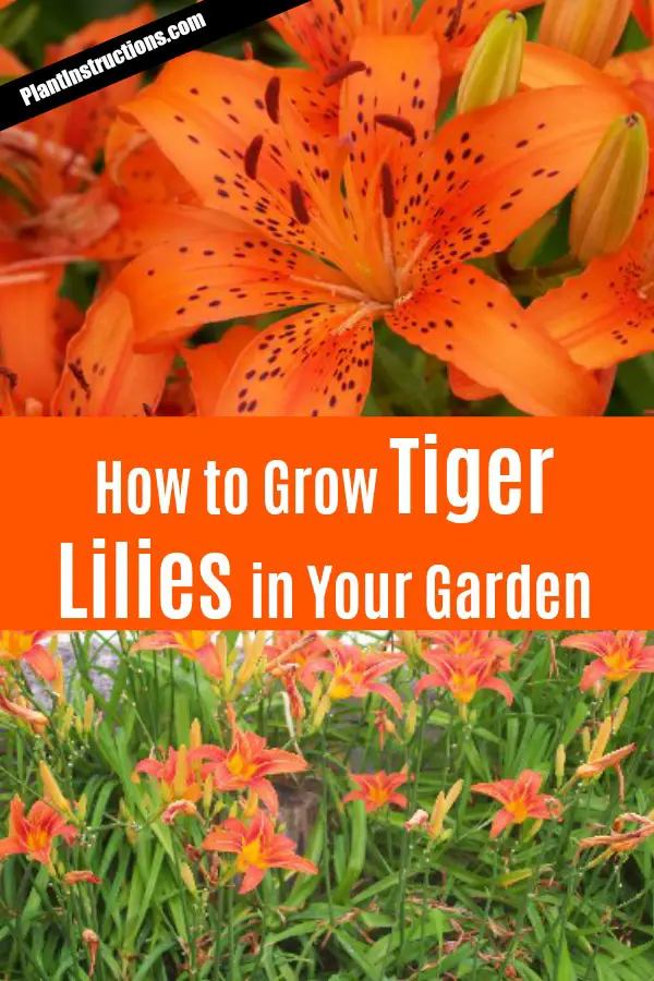 how to grow tiger lilies
