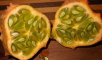 How to Grow Jelly Melon AKA Kiwano Horned Fruit