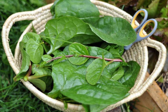 malabar spinach harvest