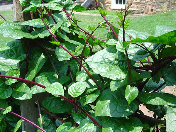 malabar spinach