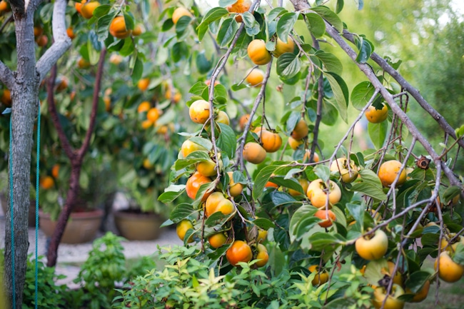 persimmon tree