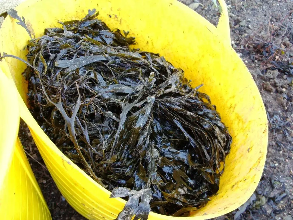 seaweed for garden