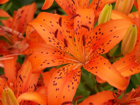 tiger lilies