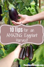 10 Tips for Growing Eggplant For an Amazing Harvest - Plant Instructions