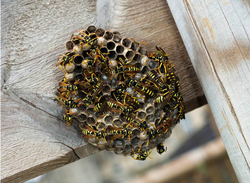 rid wasps wasp garden nest plant