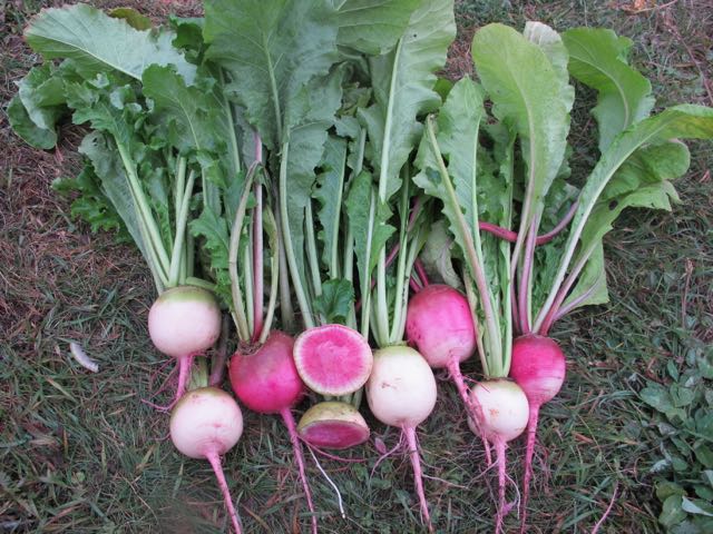 watermelon radish plant