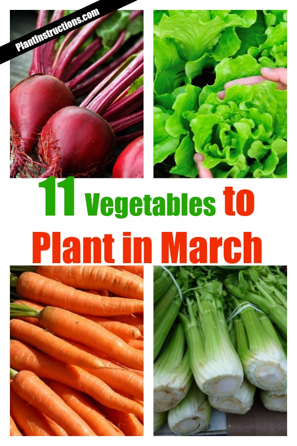 what to plant in march