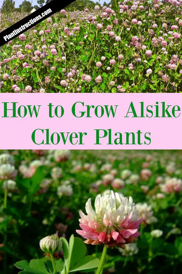 Grow Alsike Clover