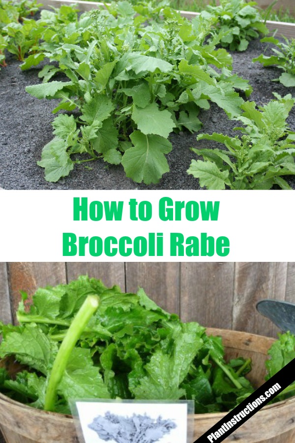 Grow Broccoli Rabe