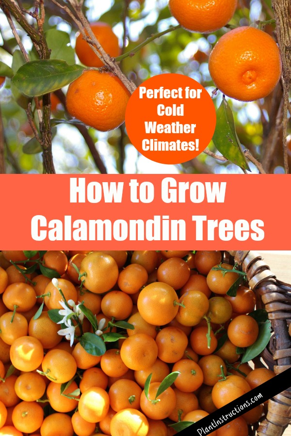 Grow Calamondin Trees