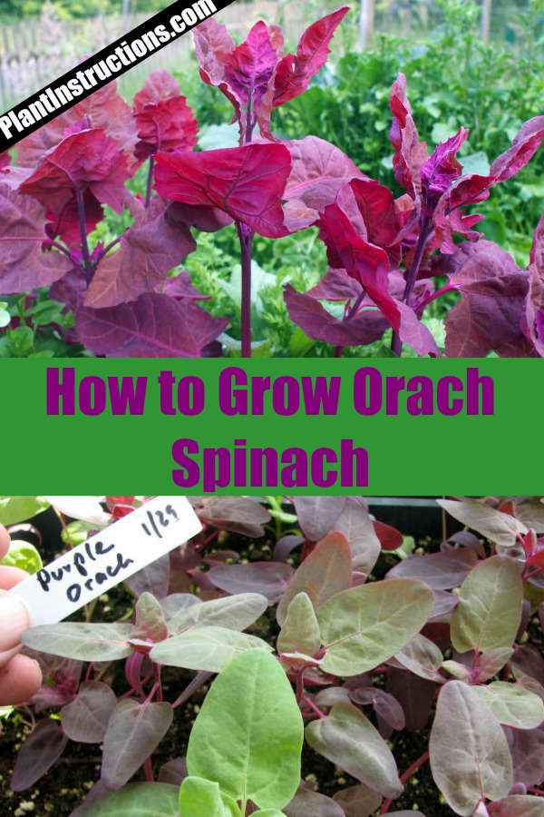 Grow Orach Spinach