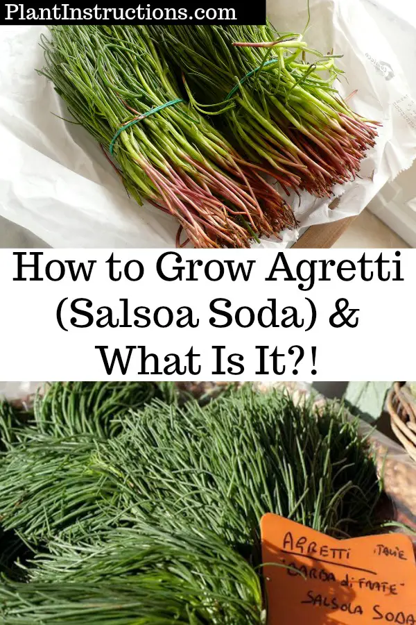 How to Grow Agretti