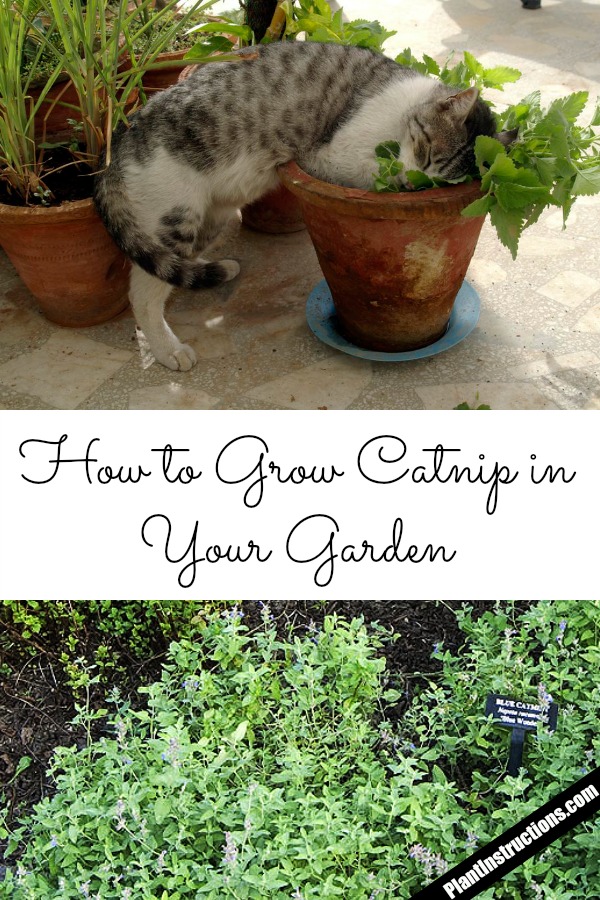 How to Grow Catnip