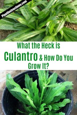 How to Grow Culantro From Seeds - Plant Instructions