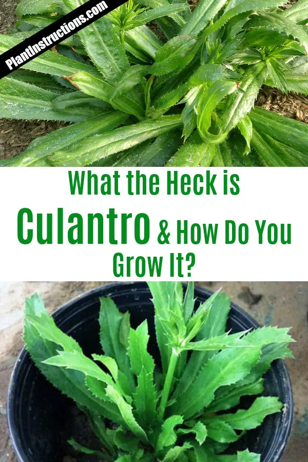 How to Grow Culantro