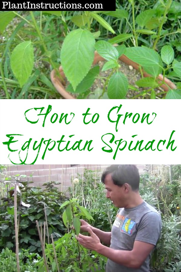 How to Grow Egyptian Spinach AKA Molokhia Plant Instructions