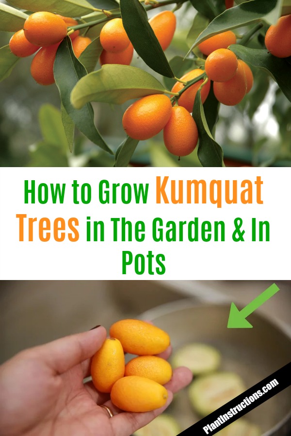 How to Grow Kumquats