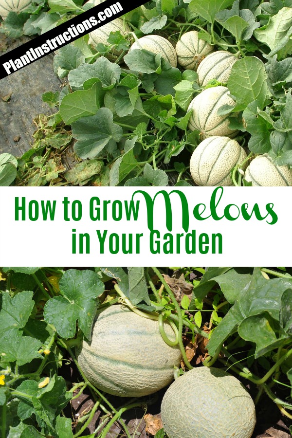 How to Grow Melons