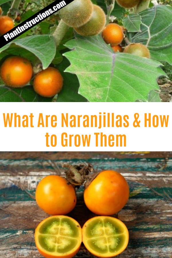 Como Crescer Naranjilla de Frutas