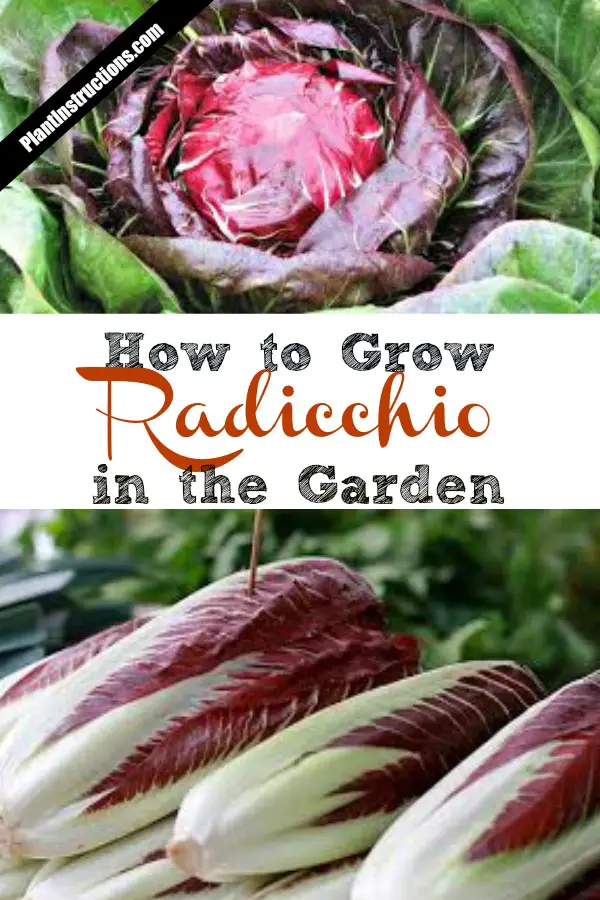 How to Grow Radicchio