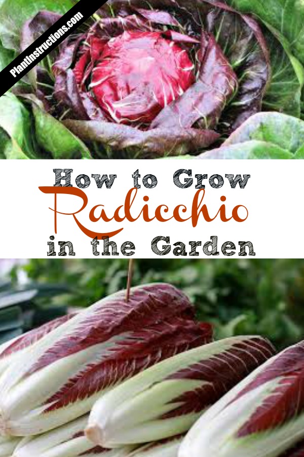 How to Grow Radicchio