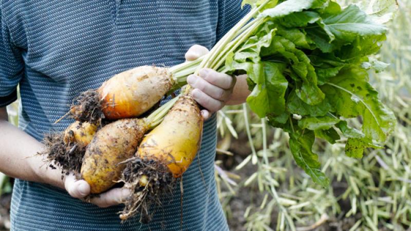 How to Grow Mangold Vegetables