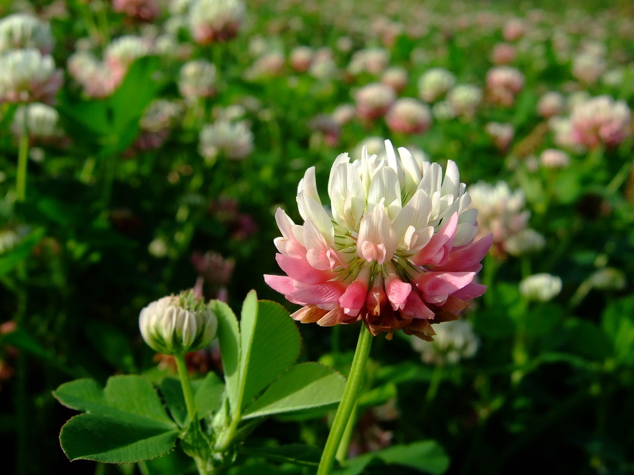 How to Grow Alsike Clover Plants Plant Instructions