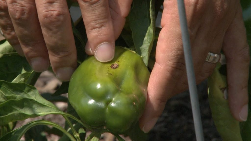 black spot on pepper