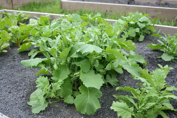 How To Grow Broccoli Rabe Plant Instructions