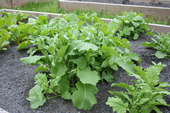 Image of Tomato and broccoli rabe companion plants